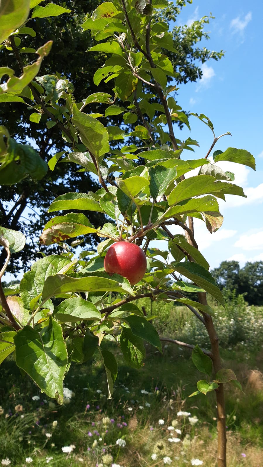 Obstbaumpflanzung am Wanderweg – Erste Früchte zeigen sich